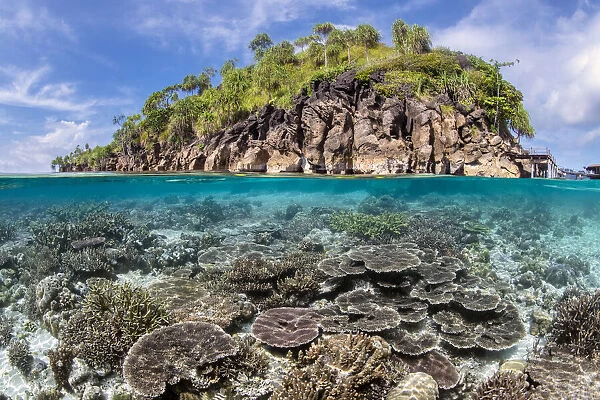 Split level image of a hard coral garden (Acropora spp. ) in front of a tropical island