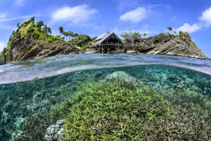 Framed Print : Split level image of hard coral garden flourishing in shallow water below Misool Eco Resort Framed Print : Split level image of hard coral garden flourishing in shallow water below Misool Eco Resort