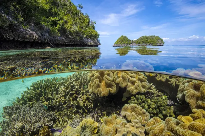 Framed Print : Split level image of Leather corals (Sarcophyton sp. ) flourishing in shallow water close Framed Print : Split level image of Leather corals (Sarcophyton sp. ) flourishing in shallow water close