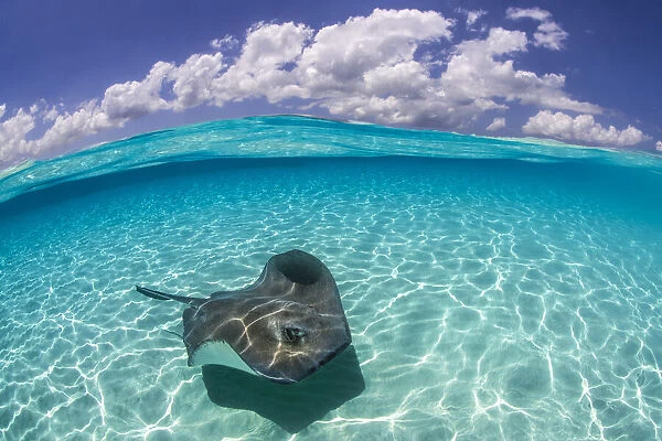 Split level image of a Southern stingray (Dasyatis americana) swimming over a sand bar