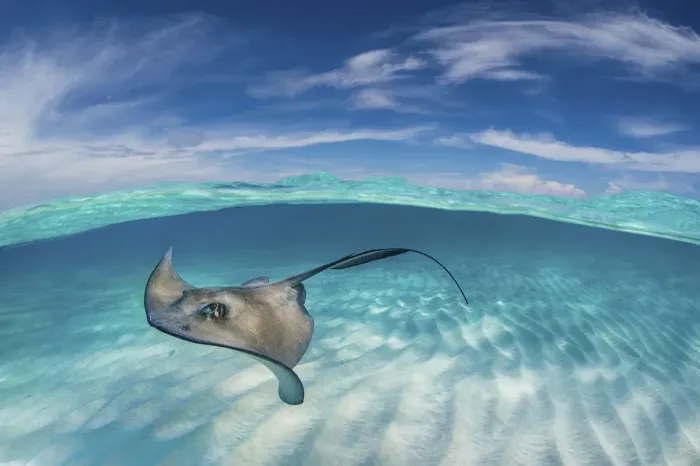 Framed Print : A split level image of Southern stingray (Hypanus americanus) swimming over a sand bar Framed Print : A split level image of Southern stingray (Hypanus americanus) swimming over a sand bar