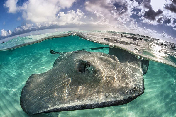 A split level photo of a female southern stingray (Dasyatis americana) swimming over seabed