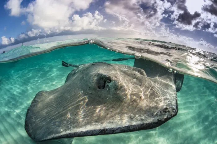 Framed Print : A split level photo of a female southern stingray (Dasyatis americana) swimming over seabed Framed Print : A split level photo of a female southern stingray (Dasyatis americana) swimming over seabed