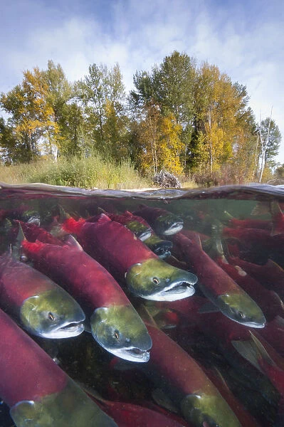 A split level photo of group of Sockeye salmon (Oncorhynchus nerka) fighting their