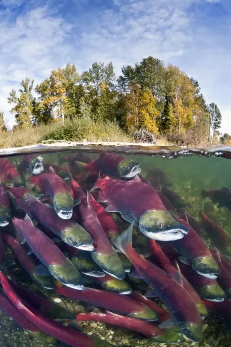 Framed Print : Split level photo of group of Sockeye salmon (Oncorhynchus nerka) fighting their Framed Print : Split level photo of group of Sockeye salmon (Oncorhynchus nerka) fighting their