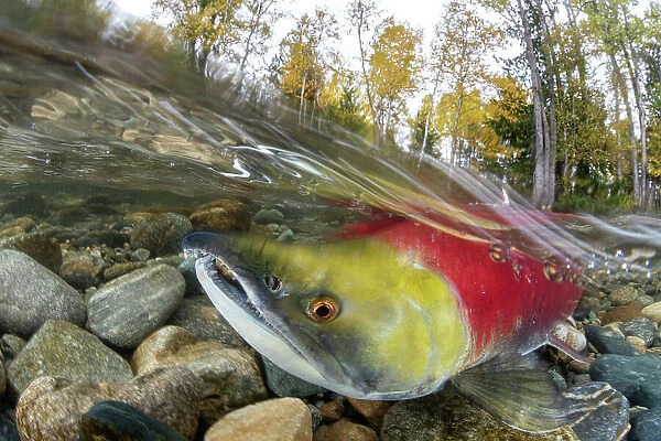 Split level photo of Sockeye salmon (Oncorhynchus nerka) swimming upstream, migrating back to the river of its birth to spawn. Trees showing autumnal colours. Adams river, British Columbia, Canada, October