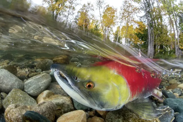 Framed Print : Split level photo of Sockeye salmon (Oncorhynchus nerka) swimming upstream, migrating back to the river of its birth to spawn. Trees showing autumnal colours. Adams river, British Columbia, Canada, October Framed Print : Split level photo of Sockeye salmon (Oncorhynchus nerka) swimming upstream, migrating back to the river of its birth to spawn. Trees showing autumnal colours. Adams river, British Columbia, Canada, October
