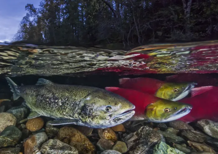 Framed Print : Split level of Sockeye salmon (Oncorhynchus nerka) and Chinook salmon
