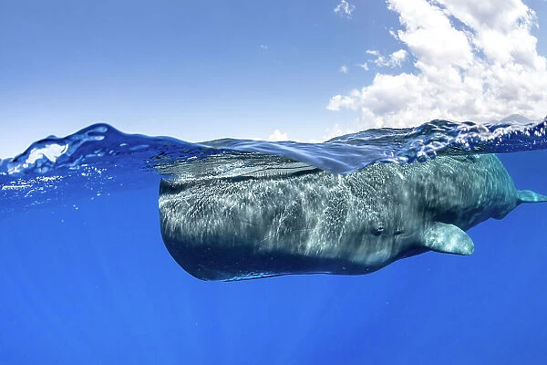 Split-level of a Sperm whale (Physeter macrocephalus) swimming close to the surface, Dominica, Caribbean Sea, Atlantic Ocean. Photo taken under permit. February