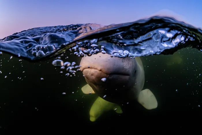 Framed Print : Split level view of Beluga whales (Delphinapterus leucas) pod underwater, Hudson Bay, Manitoba, Canada Framed Print : Split level view of Beluga whales (Delphinapterus leucas) pod underwater, Hudson Bay, Manitoba, Canada
