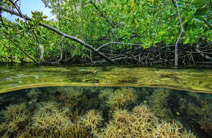 Framed Print : Split level view of Thin birdsnest coral (Seriatopora hystrix) among mangroves, delicate hard coral with branches that taper typically found in shallow Framed Print : Split level view of Thin birdsnest coral (Seriatopora hystrix) among mangroves, delicate hard coral with branches that taper typically found in shallow