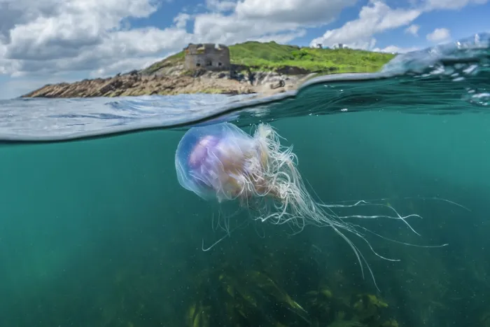 Framed Print : Split level view of a Blue jellyfish (Cyanea lamarckii) drifting just below the surface above Kelp forest (Laminaria ochroleuca) with Little Dennis Fort in background, Falmouth Framed Print : Split level view of a Blue jellyfish (Cyanea lamarckii) drifting just below the surface above Kelp forest (Laminaria ochroleuca) with Little Dennis Fort in background, Falmouth