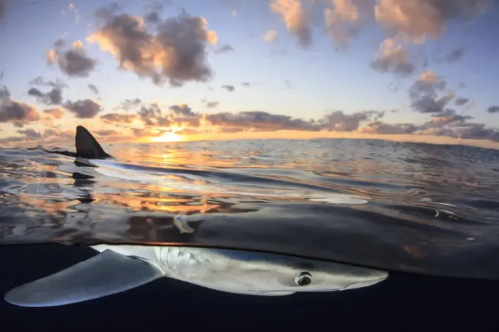 Framed Print : Split level view of Blue shark (Prionace glauca) at surface at sunset, Azores Islands Framed Print : Split level view of Blue shark (Prionace glauca) at surface at sunset, Azores Islands