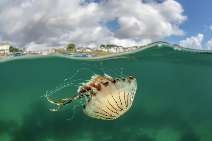 Framed Print : Split level view of Compass jellyfish (Chrysaora hysoscella) drifting just below surface with Falmouth town in background, Falmouth, Cornwall, UK, Atlantic Ocean Framed Print : Split level view of Compass jellyfish (Chrysaora hysoscella) drifting just below surface with Falmouth town in background, Falmouth, Cornwall, UK, Atlantic Ocean