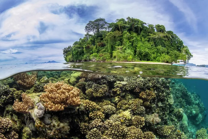 Framed Print : Split level view of the coral reef in front of Restorf Island, Kimbe Bay, West New Britain, Papua New Guinea, Bismark Sea, Pacific Ocean. October, 2023 Framed Print : Split level view of the coral reef in front of Restorf Island, Kimbe Bay, West New Britain, Papua New Guinea, Bismark Sea, Pacific Ocean. October, 2023