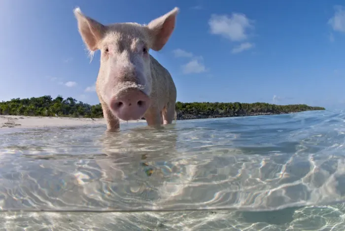 Framed Print : split level view of a domestic pig (Sus domestica) bathing in the sea. Exuma Cays, Bahamas Framed Print : split level view of a domestic pig (Sus domestica) bathing in the sea. Exuma Cays, Bahamas