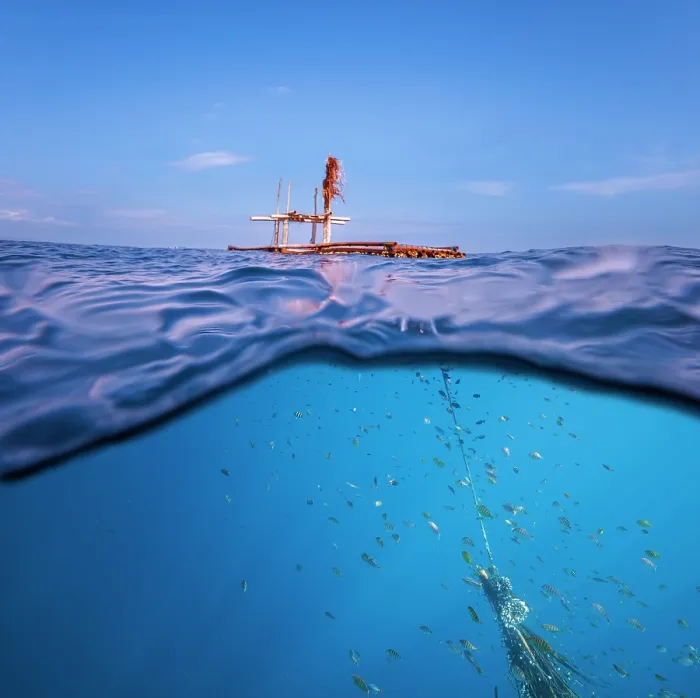 Framed Print : Split level view of fish sheltering under a floating bamboo structure, this FAD is part of a fish aggregating device employed offshore by local people to aid in fishing
