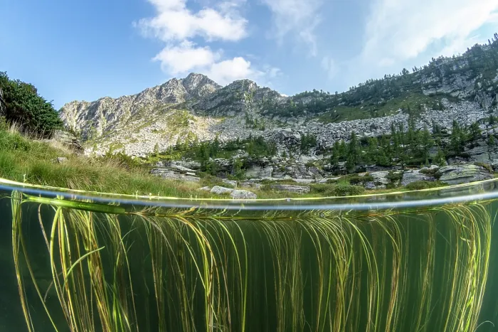 Framed Print : Split level view of Floating bur-reed (Sparganium angustifolium) in lake and mountains in background, Lake di Starlaresc da Sgiof, Upper Verzasca Valley, Ticino, Switzerland Framed Print : Split level view of Floating bur-reed (Sparganium angustifolium) in lake and mountains in background, Lake di Starlaresc da Sgiof, Upper Verzasca Valley, Ticino, Switzerland