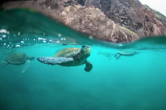 Framed Print : Split level view of Green turtle (Chelonia mydas) coming up to breathe, Galapagos Islands, Pacific Ocean. Endangered