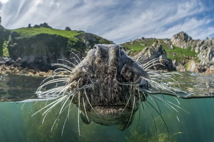 Framed Print : Split level view of Grey seal (Halichoerus grypus) female, at surface showing nostrils and whiskers, with island behind, Lundy Island, Bristol Channel, Devon, UK. July Framed Print : Split level view of Grey seal (Halichoerus grypus) female, at surface showing nostrils and whiskers, with island behind, Lundy Island, Bristol Channel, Devon, UK. July