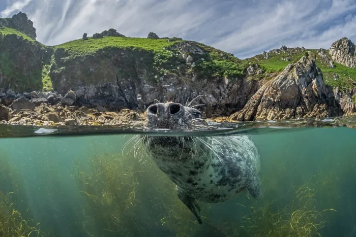 Framed Print : Split level view of Grey seal (Halichoerus grypus) female, at surface showing nostrils and whiskers, with island behind, Lundy Island, Bristol Channel, Devon, UK. July Framed Print : Split level view of Grey seal (Halichoerus grypus) female, at surface showing nostrils and whiskers, with island behind, Lundy Island, Bristol Channel, Devon, UK. July