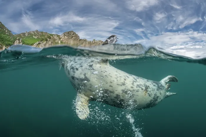Framed Print : Split level view of Grey seal (Halichoerus grypus) rolling over and splashing at water surface, with island in background, Lundy Island, Bristol Channel, Devon, UK Framed Print : Split level view of Grey seal (Halichoerus grypus) rolling over and splashing at water surface, with island in background, Lundy Island, Bristol Channel, Devon, UK