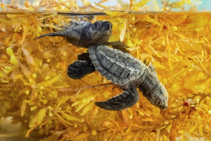 Framed Print : Split level view of two Kemp's ridley turtle (Lepidochelys kempii) hatchlings in shallow water among Kelp, Rancho Nuevo Sea Turtle Sanctuary, Tamaulipas, Mexico Framed Print : Split level view of two Kemp's ridley turtle (Lepidochelys kempii) hatchlings in shallow water among Kelp, Rancho Nuevo Sea Turtle Sanctuary, Tamaulipas, Mexico