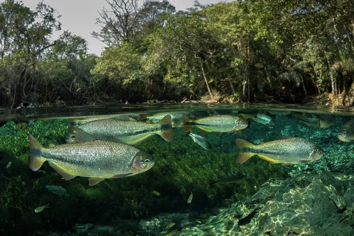 Framed Print : Split level view of Piraputanga (Brycon hilarii) shoal swimming close to water surface, surrounded by forest, Aquario Natural, Bonito, Mato Grosso do Sul, Brazil Framed Print : Split level view of Piraputanga (Brycon hilarii) shoal swimming close to water surface, surrounded by forest, Aquario Natural, Bonito, Mato Grosso do Sul, Brazil