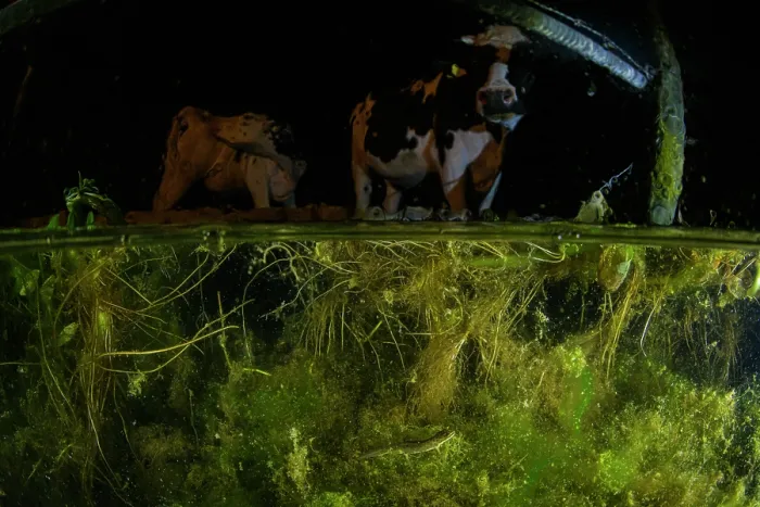 Framed Print : Split level view of a Smooth newt (Lissotriton vulgaris) swimming in a concrete cattle trough with cows in background, Castel di Guido (Rome), Italy. April Framed Print : Split level view of a Smooth newt (Lissotriton vulgaris) swimming in a concrete cattle trough with cows in background, Castel di Guido (Rome), Italy. April