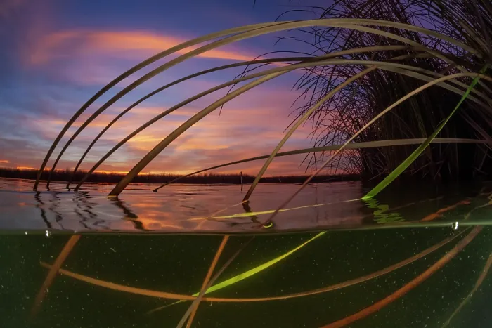 Framed Print : Split level view of Southern cat-tail (Typha domingensis) at dusk, Cienega de Santa Clara, Colorado River, Sonora, Mexico