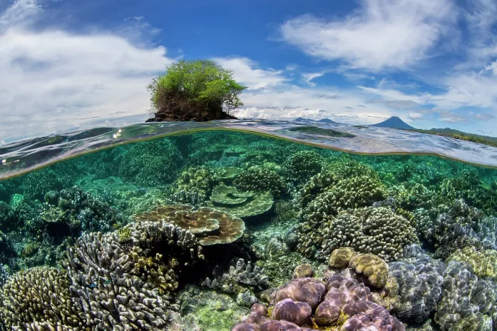 Framed Print : Split level view of a thriving coral garden with hard corals (including Acropora sp.) growing next to a small island, with mainland volcanoes in the background, Kimbe Bay Framed Print : Split level view of a thriving coral garden with hard corals (including Acropora sp.) growing next to a small island, with mainland volcanoes in the background, Kimbe Bay