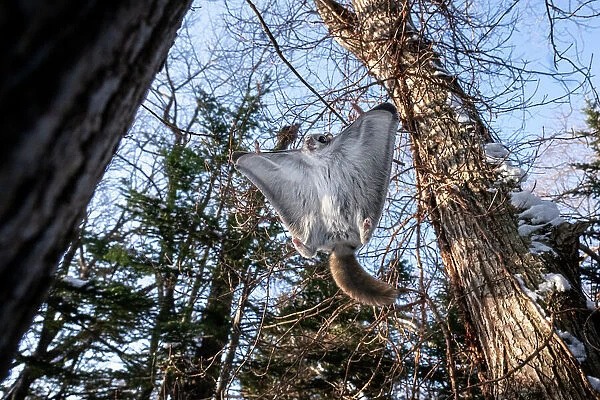 Split-second prior to Siberian flying squirrel (Pteromys volans orii) landing on tree, adjusting its attitude in mid-flight toward relatively vertical position to reduce speed and folding its wings inward