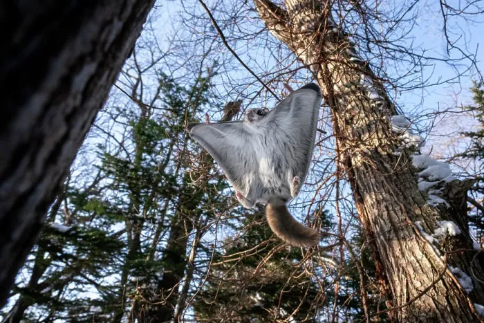 Framed Print : Split-second prior to Siberian flying squirrel (Pteromys volans orii) landing on tree, adjusting its attitude in mid-flight toward relatively vertical position to reduce speed and folding its wings inward Framed Print : Split-second prior to Siberian flying squirrel (Pteromys volans orii) landing on tree, adjusting its attitude in mid-flight toward relatively vertical position to reduce speed and folding its wings inward