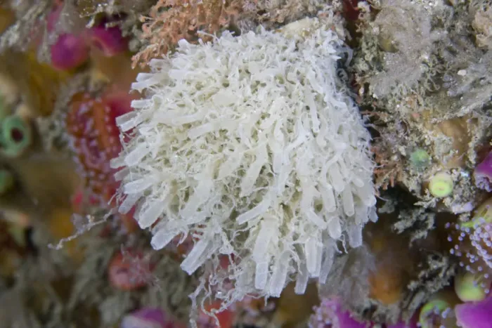 Framed Print : Sponge (Leucosolenia botryoides). Channel Islands, UK, August Framed Print : Sponge (Leucosolenia botryoides). Channel Islands, UK, August
