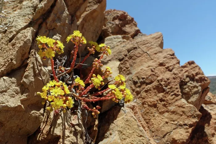Framed Print : Spoon-leaved houseleek (Aeonium spathulatum) flowering among rocks above 2100m, Teide National Park, Tenerife, Canary Islands. May Framed Print : Spoon-leaved houseleek (Aeonium spathulatum) flowering among rocks above 2100m, Teide National Park, Tenerife, Canary Islands. May