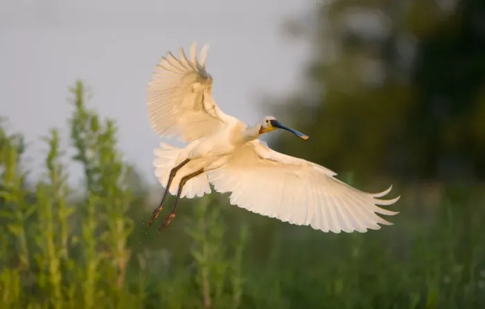 Framed Print : Spoonbill (Platalea leucorodia) adult in flight, Netherlands, June 2009 Framed Print : Spoonbill (Platalea leucorodia) adult in flight, Netherlands, June 2009
