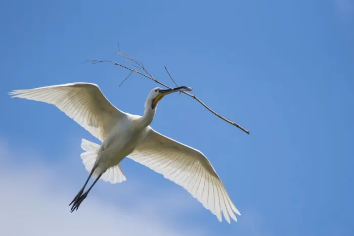 Framed Print : Spoonbill (Platalea leucorodia) carrying nest material, The Netherlands Framed Print : Spoonbill (Platalea leucorodia) carrying nest material, The Netherlands
