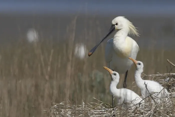 Framed Print : Spoonbill (Platalea leucorodia) at nest with two chicks, Texel, Netherlands, May 2009