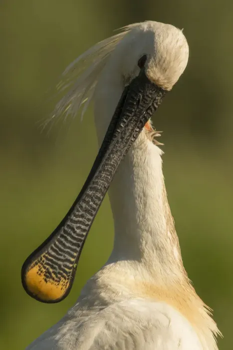 Framed Print : Spoonbill (Platalea leucorodia) preening, close up. Hungary. May Framed Print : Spoonbill (Platalea leucorodia) preening, close up. Hungary. May