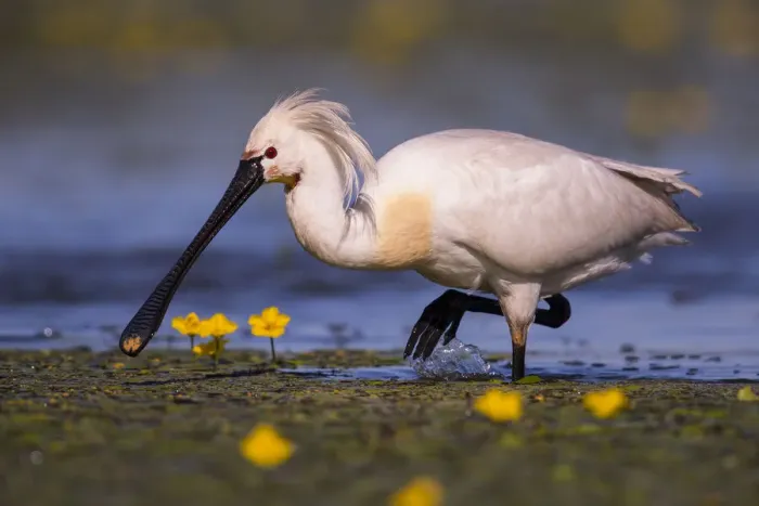 Framed Print : Spoonbill ( Platalea leucorodia) wading with yellow Water-lily flowers, Hungary Framed Print : Spoonbill ( Platalea leucorodia) wading with yellow Water-lily flowers, Hungary