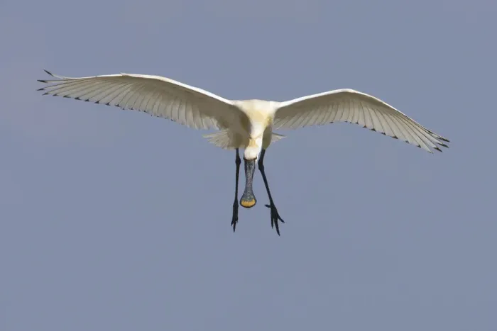 Framed Print : Spoonbill (Platalea leucorrodia) in flight, Texel, Netherlands, May 2009 Framed Print : Spoonbill (Platalea leucorrodia) in flight, Texel, Netherlands, May 2009