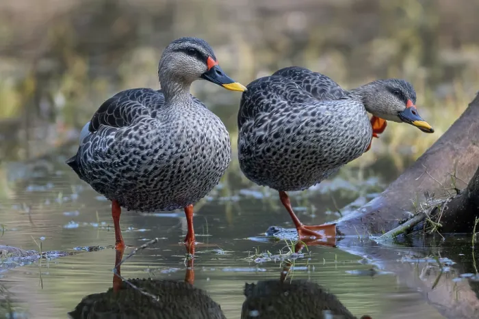 Framed Print : Two Spot-billed ducks (Anas poecilorhyncha) standing in shallow water, Keoladeo Ghana National Park, Bharatpur, Rajasthan, India Framed Print : Two Spot-billed ducks (Anas poecilorhyncha) standing in shallow water, Keoladeo Ghana National Park, Bharatpur, Rajasthan, India