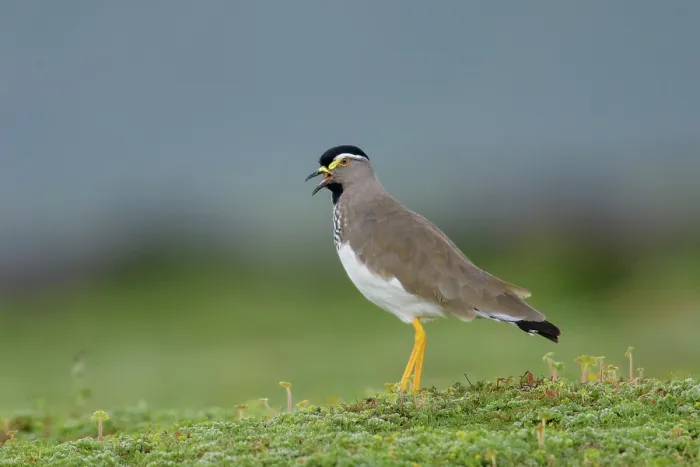 Framed Print : Spot-breasted lapwing (Vanellus melanocephalus) calling, portrait, Bale Mountains National Park, Ethiopia Framed Print : Spot-breasted lapwing (Vanellus melanocephalus) calling, portrait, Bale Mountains National Park, Ethiopia