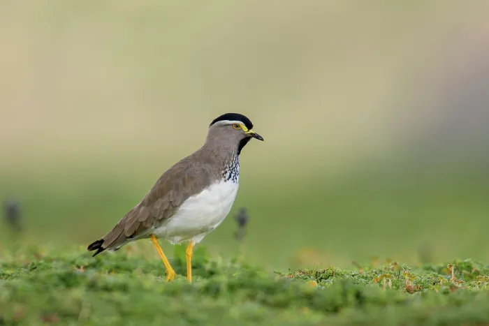 Framed Print : Spot-breasted lapwing (Vanellus melanocephalus) portrait, Bale Mountains National Park, Ethiopia Framed Print : Spot-breasted lapwing (Vanellus melanocephalus) portrait, Bale Mountains National Park, Ethiopia