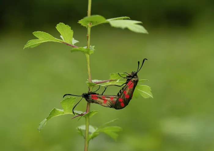 Framed Print : Six spot burnet moths (Zygaena filipendulae) pair mating, Surrey, UK. July Framed Print : Six spot burnet moths (Zygaena filipendulae) pair mating, Surrey, UK. July