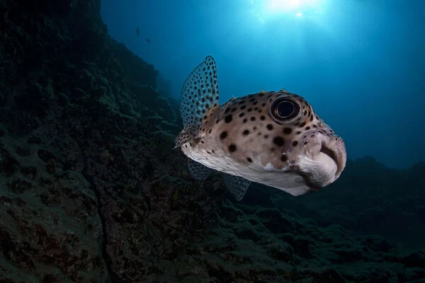 Spotfin Burrfish (Chilomycterus reticulatus), Socorro Island, Revillagigedo Archipelago