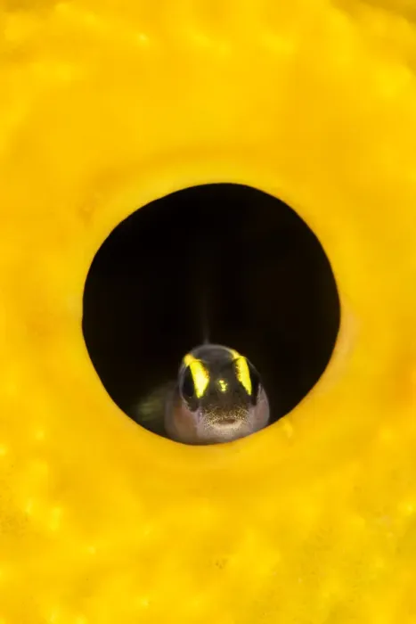 Framed Print : Spotlight goby (Gobiosoma louisae) looking out from inside a Yellow tube sponge Framed Print : Spotlight goby (Gobiosoma louisae) looking out from inside a Yellow tube sponge