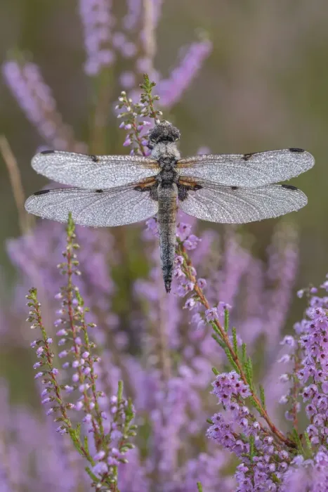 Framed Print : Four spotted chaser (Libellula quadrimaculata) on Common heather (Calluna vulgaris), Klein Schietveld Nature Reserve, Brasschaat, Belgium. August