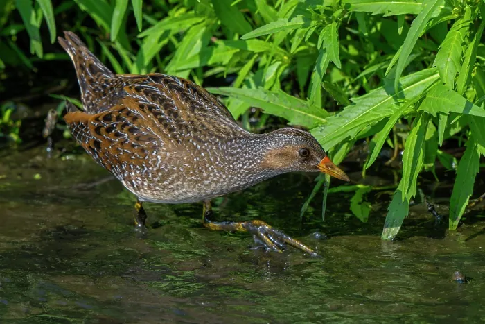 Framed Print : Spotted crake (Porzana porzana) foraging in marshland in summer, Belgium. August Framed Print : Spotted crake (Porzana porzana) foraging in marshland in summer, Belgium. August