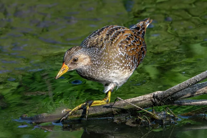 Framed Print : Spotted crake (Porzana porzana) foraging in marshland in summer, Belgium. August Framed Print : Spotted crake (Porzana porzana) foraging in marshland in summer, Belgium. August
